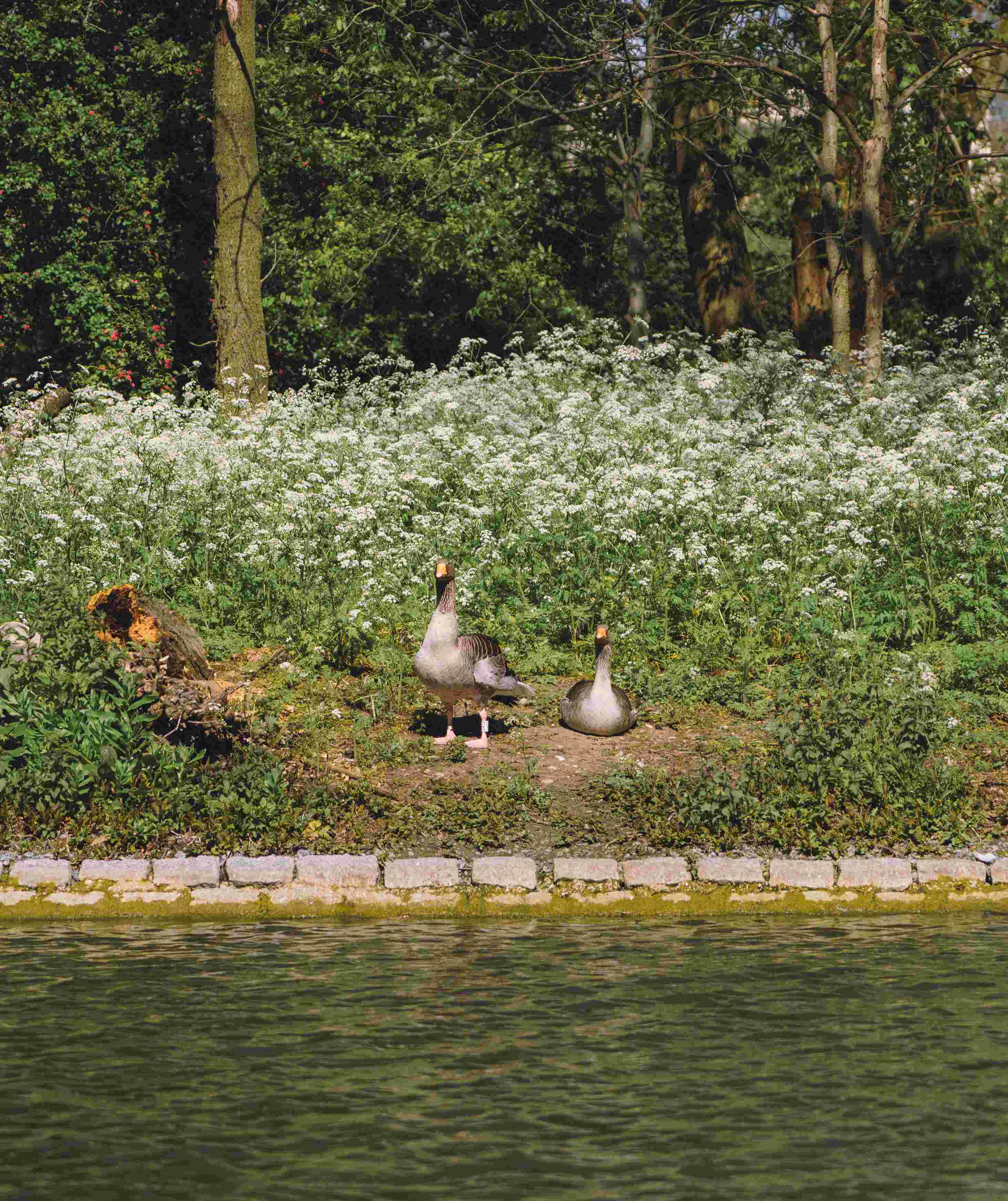 Two Egyptian Geese